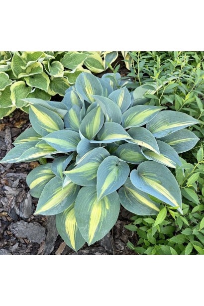 Хоста Катерина